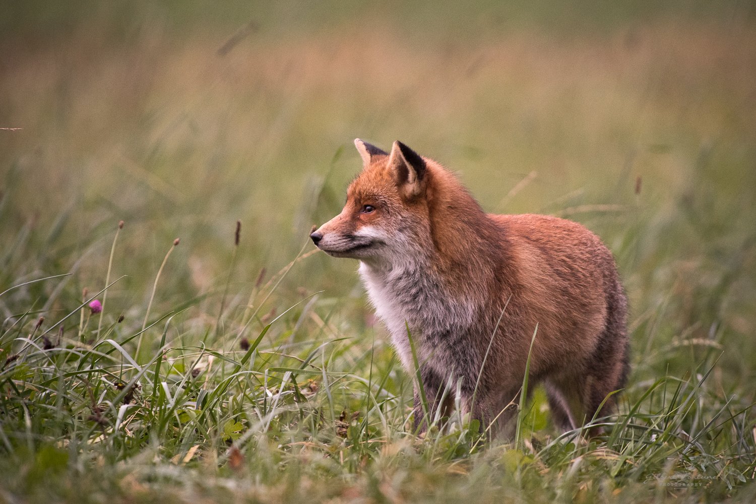 le rencontre avec le renard